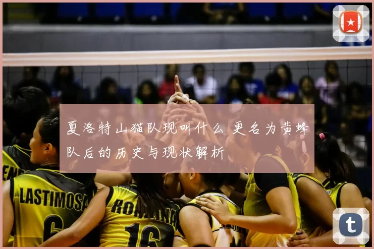 夏洛特山猫队现叫什么 更名为黄蜂队后的历史与现状解析